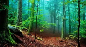 Lush Green Forest; A View Of Nature's Beauty Wallpaper