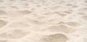 Lush Green Forest Wallpaper