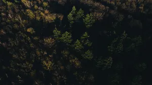 Lush Green Forest In Sunlight Wallpaper