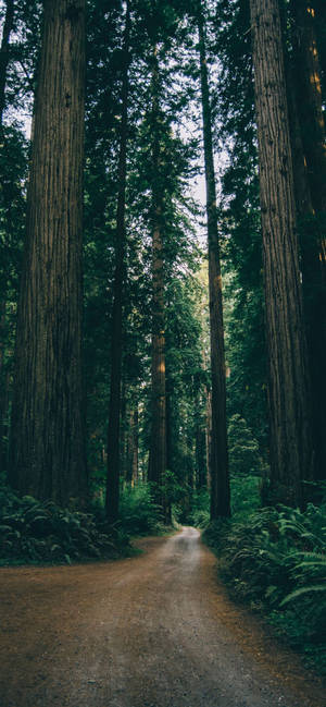 Lush Green Forest Iphone Wallpaper