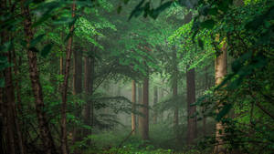 Lush Green Forest Wallpaper