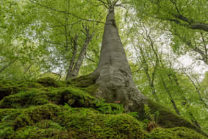 Lush Green Forest With Tall Trees And Sunbeams Shining Through Wallpaper