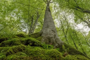 Lush Green Forest With Tall Trees And Sunbeams Shining Through Wallpaper