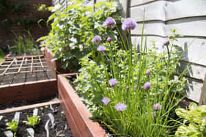 Lush Green Herb Garden Wallpaper