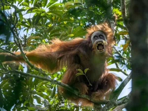 Lush Green Jungle Landscape Wallpaper