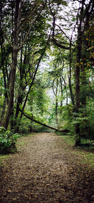 Lush Green Jungle Paradise Wallpaper