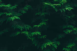 Lush Green Jungle Scene Wallpaper