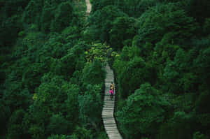 Lush Green Jungle Scenery Wallpaper