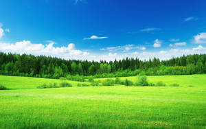 Lush Green Landscape Wallpaper