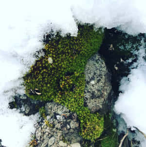 Lush Green Moss On Forest Floor Wallpaper