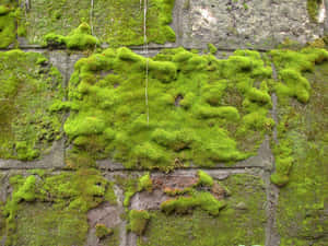 Lush Green Moss On Rocks Wallpaper