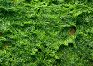 Lush Green Moss On Tree Trunk Wallpaper