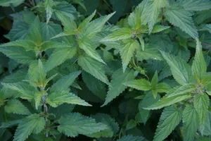Lush_ Green_ Nettle_ Texture Wallpaper