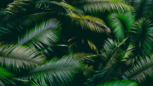 Lush Green Palm Leaves Wallpaper