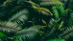 Lush Green Palm Leaves Wallpaper