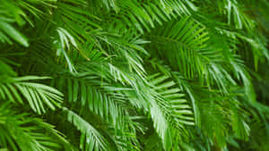 Lush Green Palm Leaves Wallpaper
