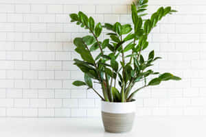 Lush Green Plant In Natural Light Wallpaper