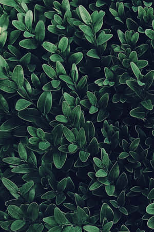 Lush Green Plant In Sunlight Wallpaper