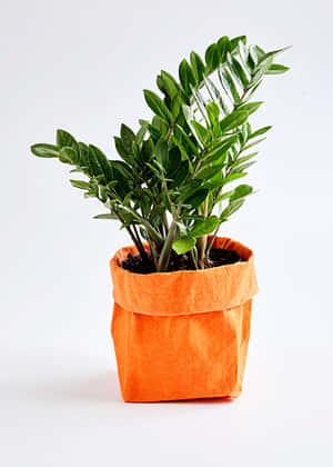 Lush Green Plant On Black Background Wallpaper