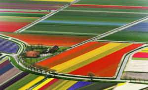 Lush Green Spring Fields And Wildflowers Under A Blue Sky Wallpaper