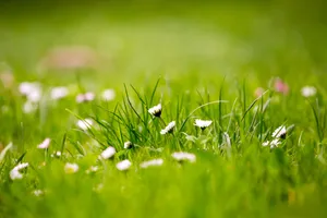 Lush Green Spring Grass In Vibrant Nature Wallpaper
