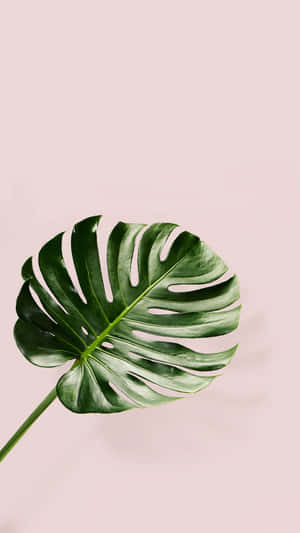 Lush Greenery - A Beautiful Display Of Tropical Plants Wallpaper