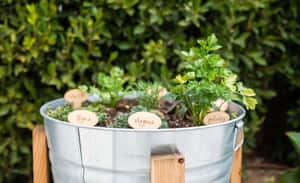 Lush Herb Garden In Full Bloom Wallpaper