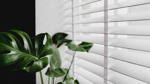 Lush Monstera Plant Bathing In Sunlight Wallpaper