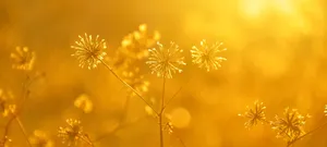 Lush Mountainous Landscape With Morning Sunlight Wallpaper