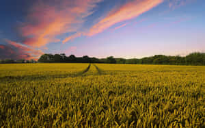 Lush Organic Farm With A Scenic View Wallpaper