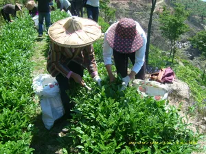Lush Organic Farm With Vibrant Greens And Fresh Crops Wallpaper