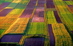 Lush Organic Farming Landscape With A Blue Sky Wallpaper