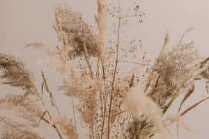 Lush Pampas Grass Offers A Rustic, Natural Look To Any Landscape. Wallpaper