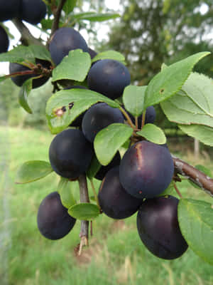 Lush, Ripening Damson Plums In A Sun-kissed Garden Wallpaper