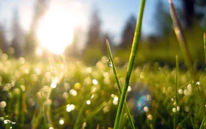 Lush Spring Grass In A Vibrant Meadow Wallpaper