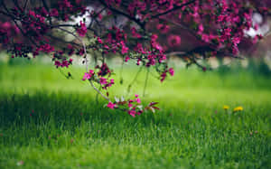 Lush Spring Grass In Full Bloom Wallpaper
