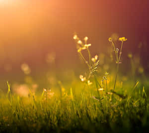Lush Spring Grass In Sunlight Wallpaper