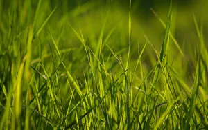 Lush Spring Grass In Sunlight Wallpaper
