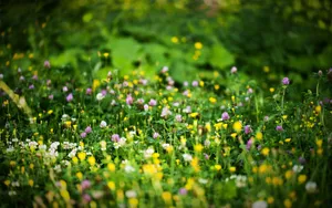 Lush Spring Grass In Sunlight Wallpaper