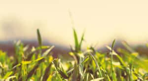 Lush Spring Grass Meadow Wallpaper