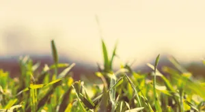 Lush Spring Grass Meadow Wallpaper