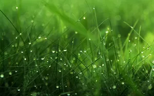 Lush Spring Grass On A Sunny Day Wallpaper