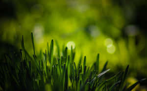 Lush Spring Grass On A Sunny Day Wallpaper