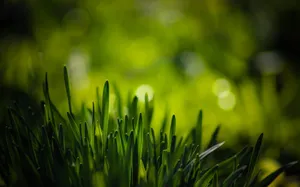 Lush Spring Grass On A Sunny Day Wallpaper