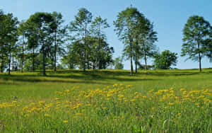 Lush Spring Meadow In Full Bloom Wallpaper