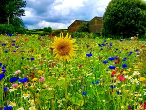 Lush Spring Meadow In Full Bloom Wallpaper