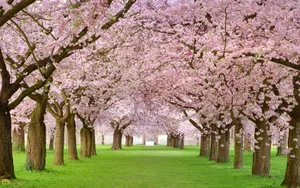 Lush Spring Trees In Full Bloom Wallpaper