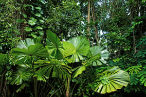 Lush_ Tropical_ Foliage_ Jungle_ Backdrop.jpg Wallpaper