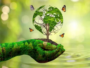 Lush Tropical Jungle Canopy Wallpaper