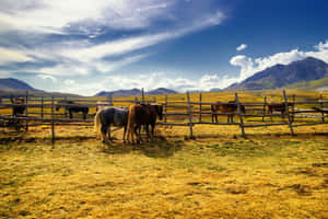 Lush With Beauty And Simplicity - Experience The Joys Of Ranch Life. Wallpaper